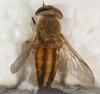 Tabanus sp.